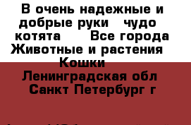 В очень надежные и добрые руки - чудо - котята!!! - Все города Животные и растения » Кошки   . Ленинградская обл.,Санкт-Петербург г.